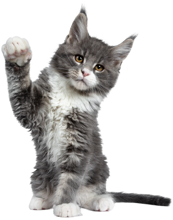 Kitten With One Paw Raised on Transparant background