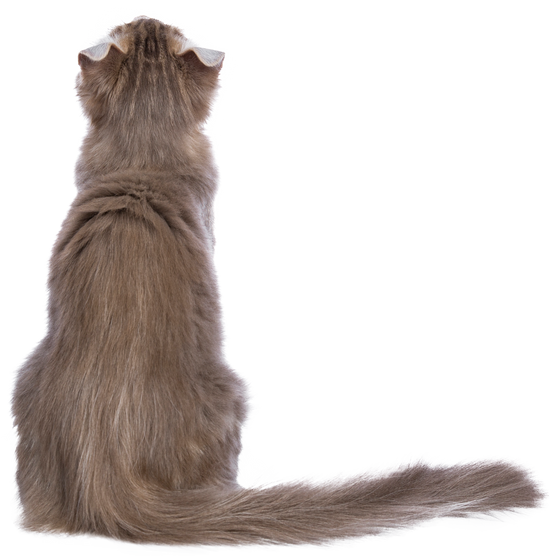 Lilac blotched tabby American Curl cat / kitten, on transparent background